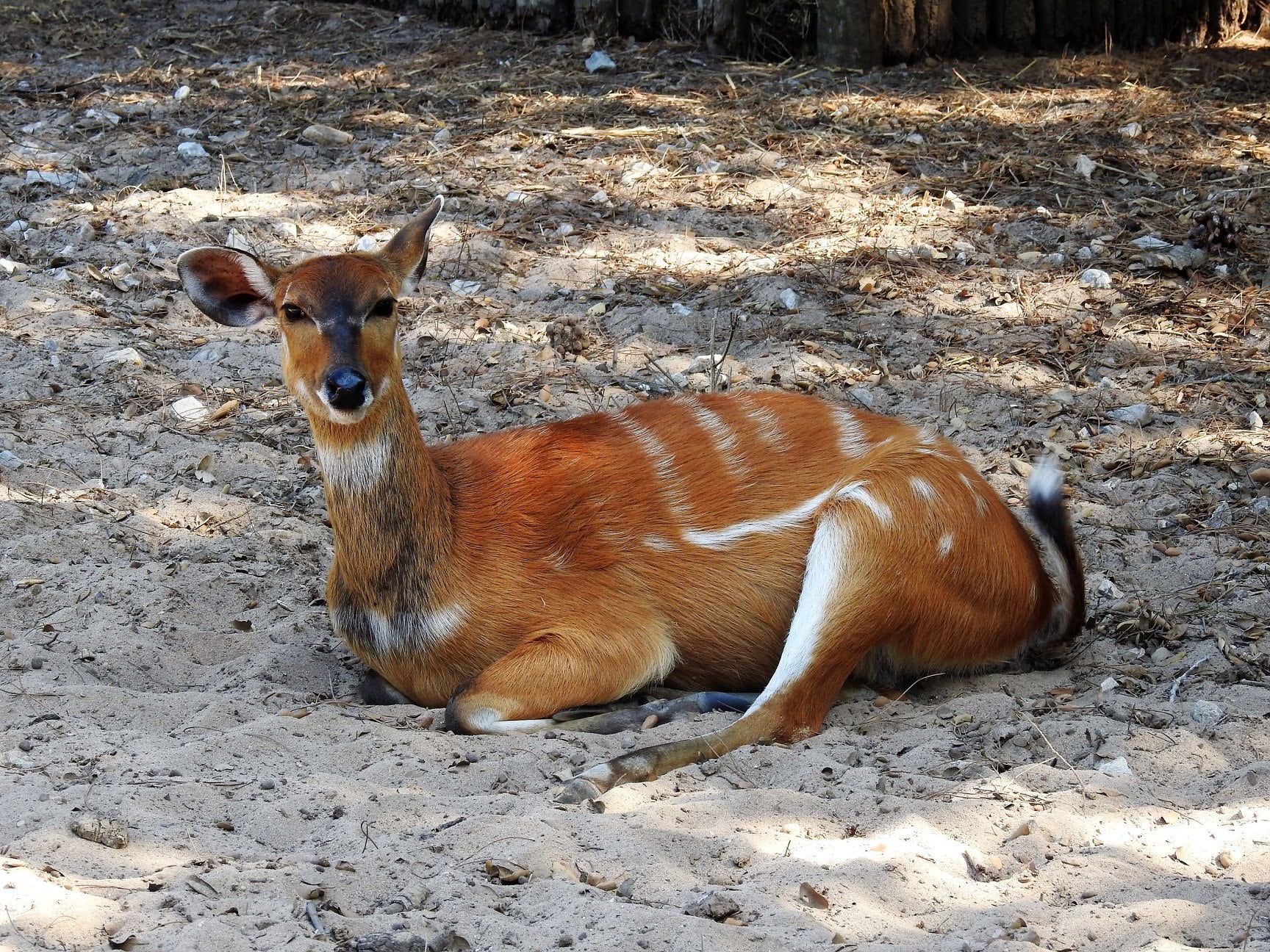 Badoca Park reabre ao p�blico
