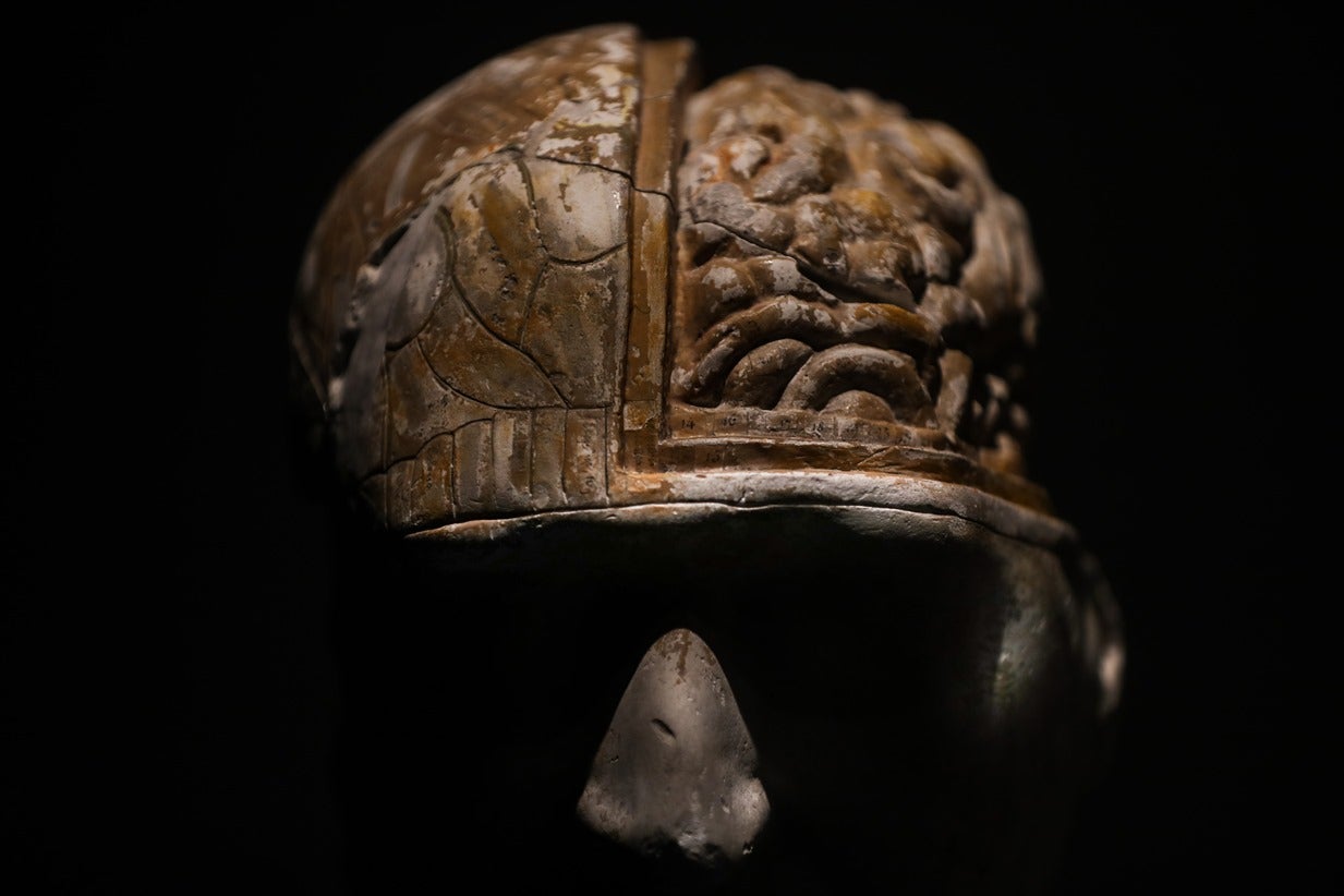 O c�rebro como nunca o viu antes