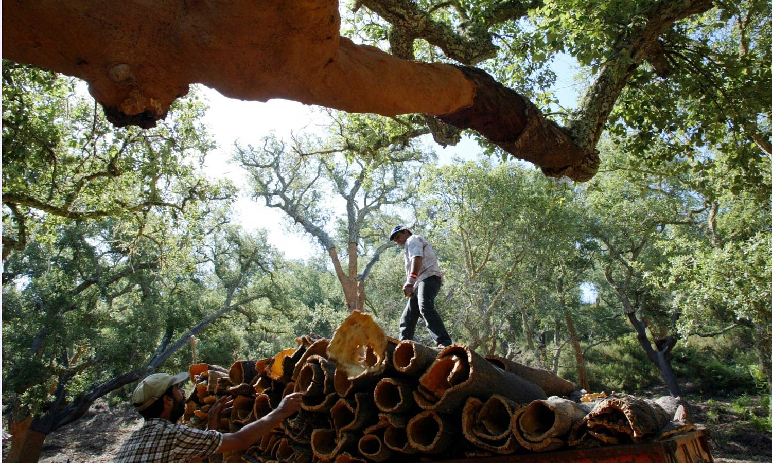 Europa quer saber o que pensam os alentejanos da sua regi�o