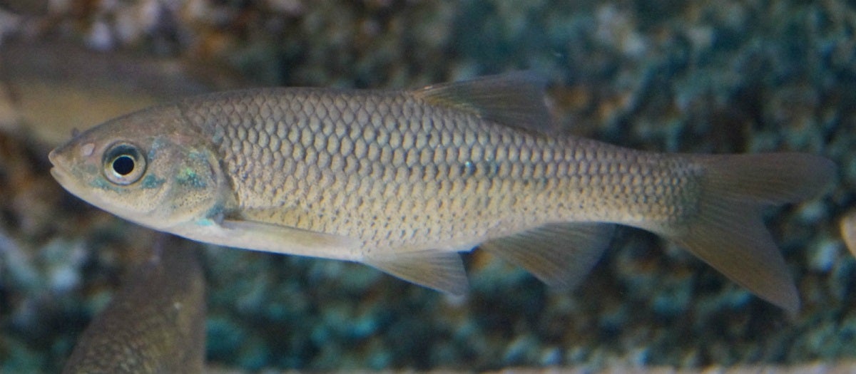 Aqu�rio Vasco da Gama liberta peixes de �gua doce