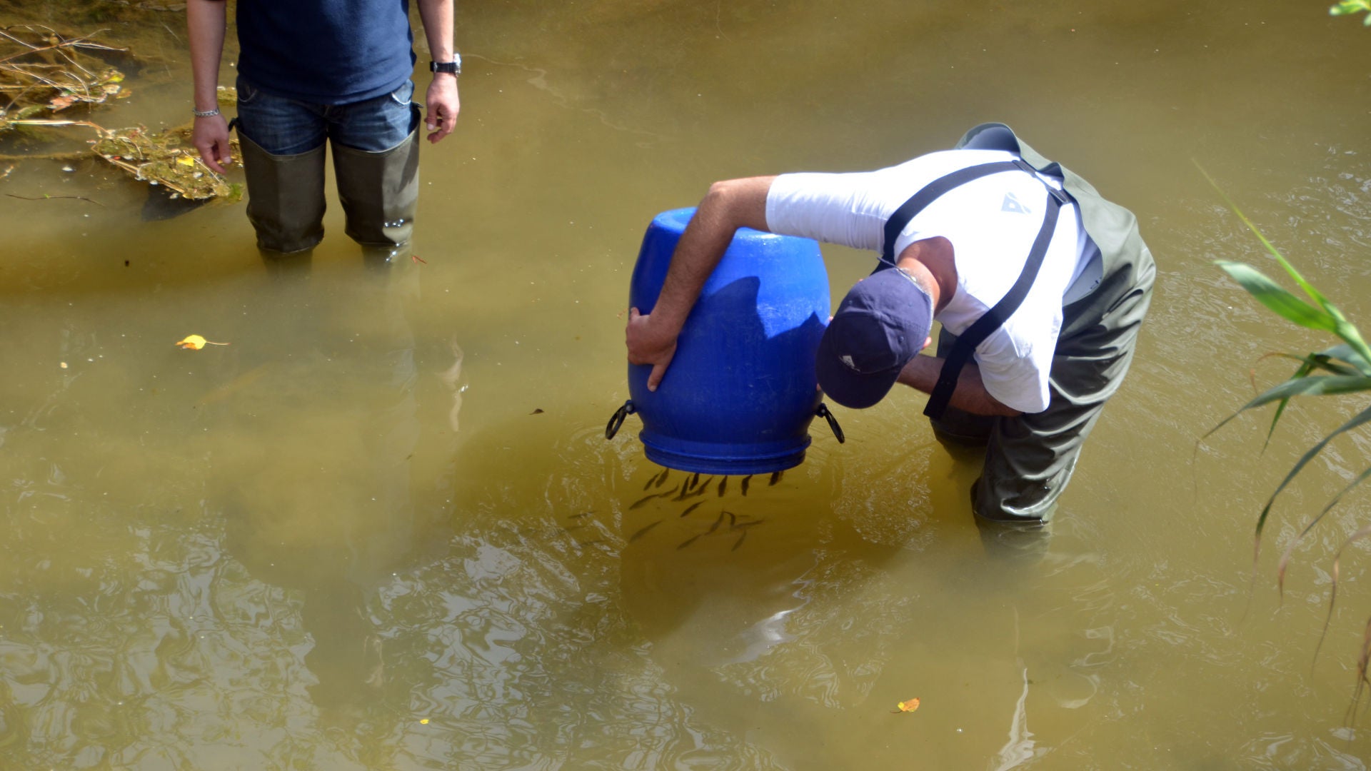 Aqu�rio Vasco da Gama rep�e milhares de peixes de �gua doce em tr�s concelhos