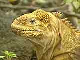 Imagem de EXPEDIÇÃO ÀS GALÁPAGOS