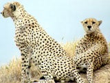 Imagem de CHEETAHS
