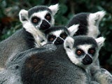 Imagem de LEMURS