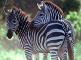 Imagem de AS ZEBRAS
