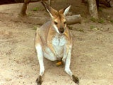 Imagem de O CANGURÚ ARBORÍCOLA