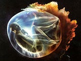 Imagem de THE SECRET OF SEX