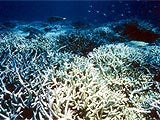 Imagem de OS PRECIOSOS RECIFES DE CORAL DE OKINAWA