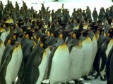 Imagem de Georgia do Sul - A Ilha dos 10 Milhões de Pinguins
