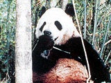 GIANT PANDA - 