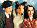 Imagem de LASSIE, O REGRESSO