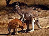 Imagem de Austrália Selvagem