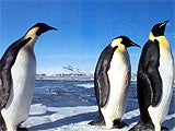 Imagem de O VER�O DOS PINGUINS