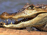 Imagem de OS FEROZES CROCODILOS AFRICANOS