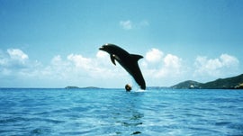 Imagem de Vertigem Azul