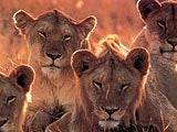 Imagem de THE CRATER LIONS IN NGORONGORO