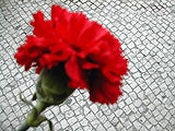 Imagem de 25 de Abril - Programação Temática