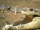 Imagem de THE KILLER CROCS OF...