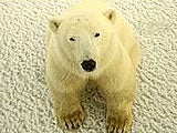 Imagem de O URSO POLAR