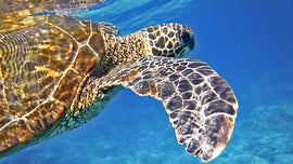 Imagem de Grandes Migra��es: A Tartaruga Boba