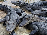 Imagem de CROCODILOS DAS CAVERNAS DE MADAG�SCAR