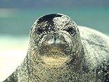 Imagem de A Foca-Monge do Havai: Sobreviv�ncia no Para�so