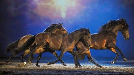 Imagem de Apassionata