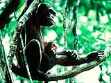 Imagem de JANE GOODALL: CHIMPANZ�S EM CRISE