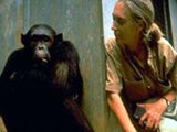 Imagem de A Vida e a Lenda de Jane Goodall