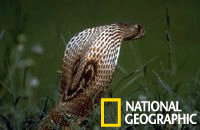 Imagem de Nulla Pambu: A Cobra Boa