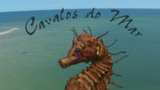 Portugal escondido: os cavalos-marinhos que vivem frente à Trafaria, Almada  - Wilder