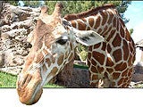 Imagem de CRESCIMENTO DA GIRAFA
