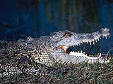 Imagem de THE CROCODILE : LEATHER OF THE MARSHLANDS