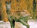 Imagem de THE MUSKDEER, A MYTHICAL AROMA