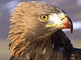 Imagem de BIRD OF PREY