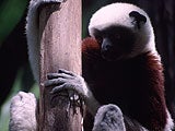 Imagem de A Floresta Tropical Profunda