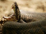 Imagem de Austin Stevens: Fotógrafo da Vida Selvagem - Em Busca da Pitão Antrpófaga