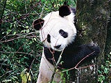 Imagem de Pandas na Natureza