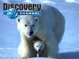 Imagem de CRESCIMENTO DO URSO POLAR