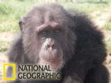 Imagem de CHIMPANZ�S RESGATADOS