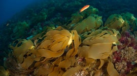 Imagem de As Ilhas Submersas do Atl�ntico