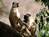 Imagem de Macacos Ladrões da Índia