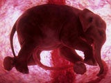 Imagem de Mam�feros: Vida no Ventre