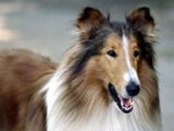 LASSIE – Adrian Johnston