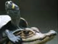 Imagem de O Lago dos Mil Caim�es