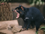 Imagem de Diabos na Tasmânia
