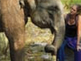 Imagem de Elefante: Regresso � Selva