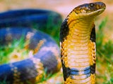 Imagem de O REINO DA COBRA-REAL