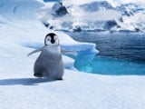 Imagem de HAPPY FEET