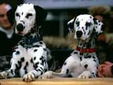 Imagem de 102 Dalmatas